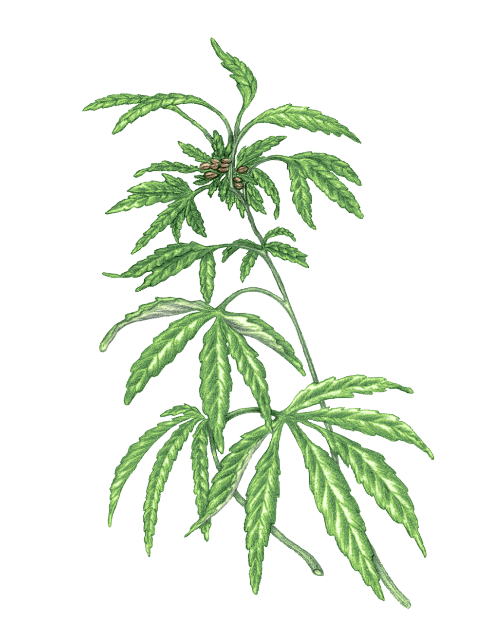 Koldpresset Hampfrøolie, 100% jomfruolie, 9 cl.