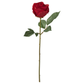 Rød rose