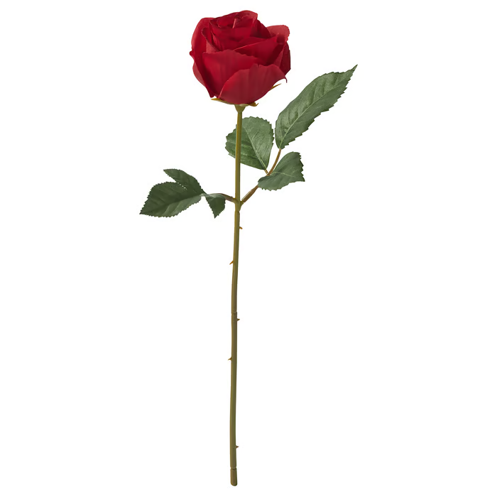 Rød rose